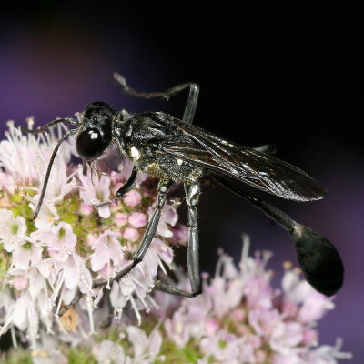 Eremnophila aureonotata ♂
