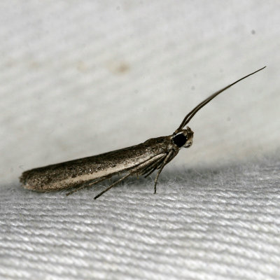 Hodges#5935 * Sunflower Moth * Homoeosoma electellum