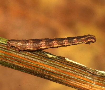 Genus Eupithecia