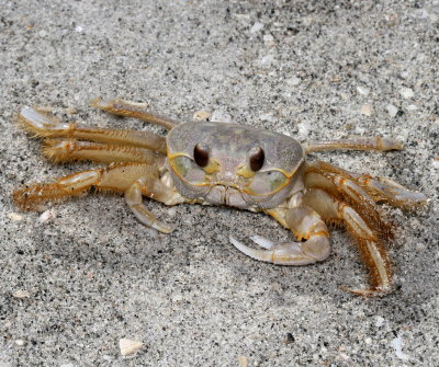 Brachyura : Crabs