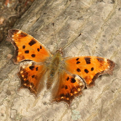 Eastern Comma