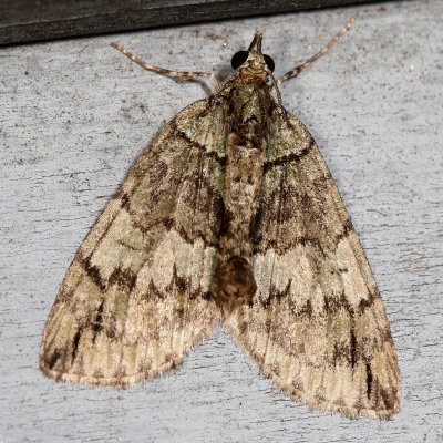 Hodges#7237 * Transfigured Hydriomena * Hydriomena transfigurata