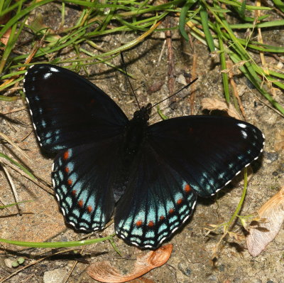 Red - Spotted Purple