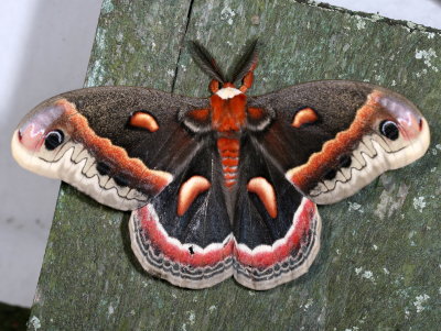 Hodges#7767 * Cecropia Moth * Hyalophora cecropia
