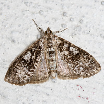 Hodges#5226 * Splendid Palpita Moth * Palpita magniferalis