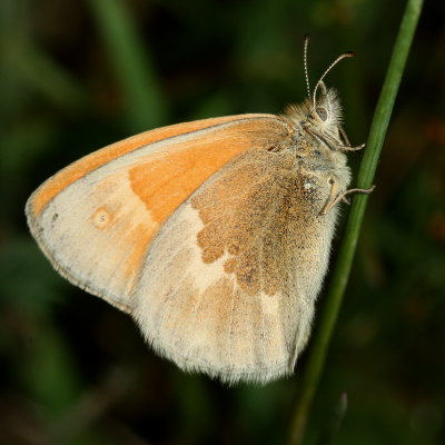 Inornate Ringlet