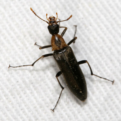 Stenotrachelidae : False Longhorn Beetles