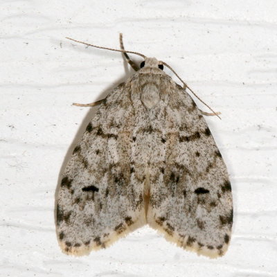 Hodges#8098 * Little White Lichen Moth * Clemensia albata