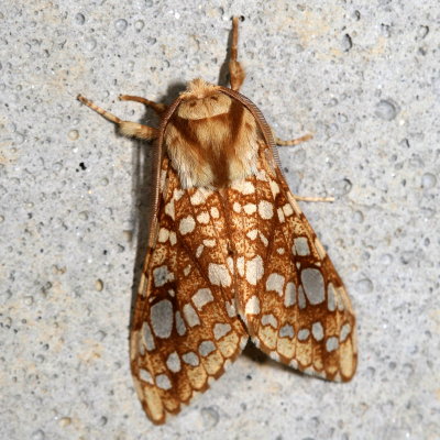 Hodges#8211 * Hickory Tussock Moth * Lophocampa caryae