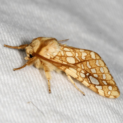 Hodges#8211 * Hickory Tussock Moth * Lophocampa caryae