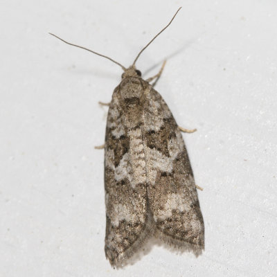 Hodges#3567 * Gray Tortrix * Cnephasia stephensiana