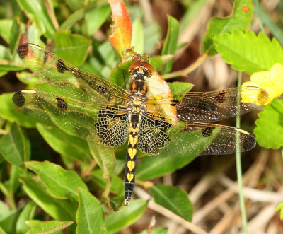 Calico Pennant  immature ♂