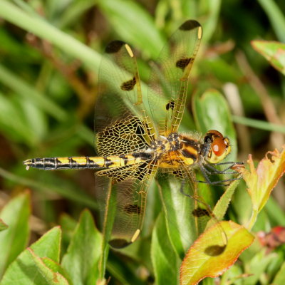 Calico Pennant  immature ♂