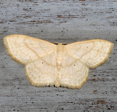 Hodges#7159 * Large Lace-border * Scopula limboundata