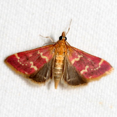 Hodges#5034 * Raspberry Pyrausta * Pyrausta signatalis