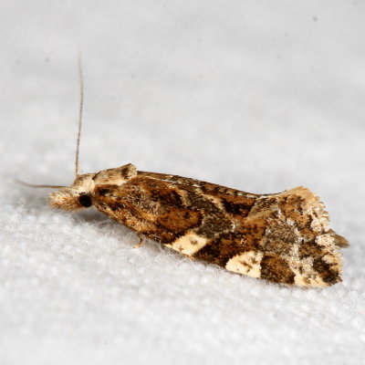 3754 - 3863  : Tortricidae : Tortricinae  -  Cochylini 