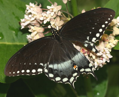 Spicebush Swallowtail ♂