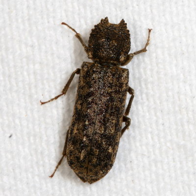 Bostrichidae : Horned Powder-post Beetles
