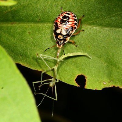 Podisus placidus nymph preying on stick insect