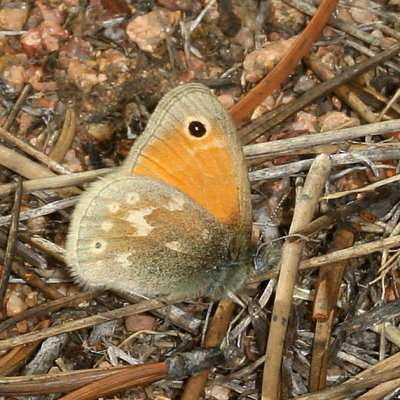 Common Ringlet