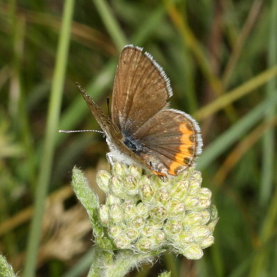 Lupine Blue ♀
