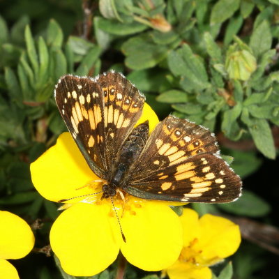Silvery Checkerspot