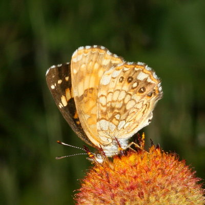 Silvery Checkerspot