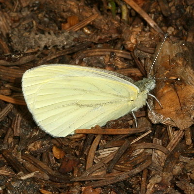 Mustard White