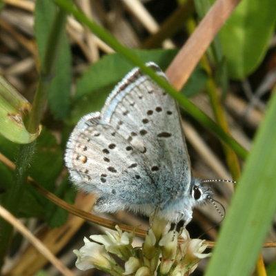 Greenish Blue