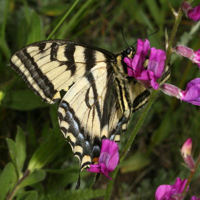 Western Tiger Swallowtail