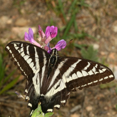 Swallowtails : Family Papilionidae
