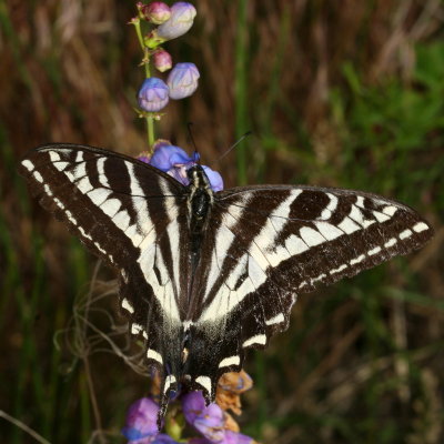 Pale Swallowtail