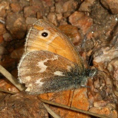 Common Ringlet