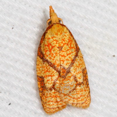 3695-3753 : Tortricidae : Tortricinae - Sparganothidini 