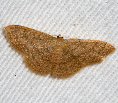 Hodges#7132 * Common Tan Wave * Pleuroprucha insulsaria