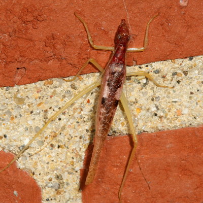 Two-spotted Tree Cricket ♀