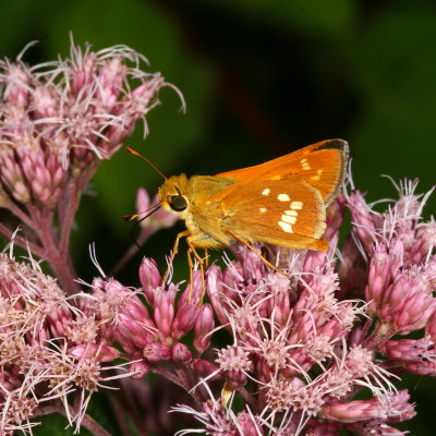 Leonards Skipper
