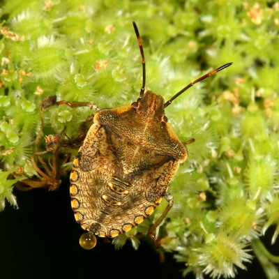 Euschistus-type, late instar