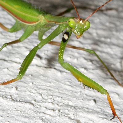 Mantis religiosa * European Mantis