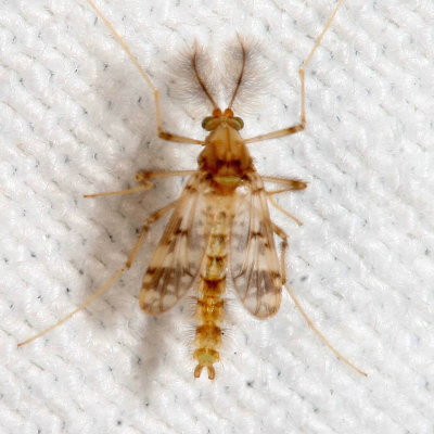 Psectrotanypus dyari ♂
