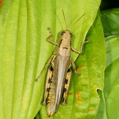 Differential Grasshopper  ♀