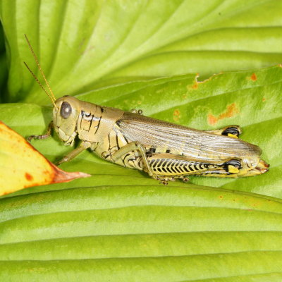 Differential Grasshopper  ♀