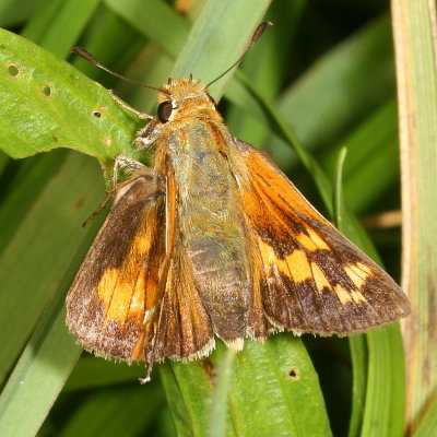 Leonards Skipper ♀