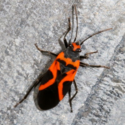 Small Milkweed Bug