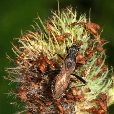 Alydus eurinus