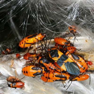 Large Milkweed Bug & nymphs