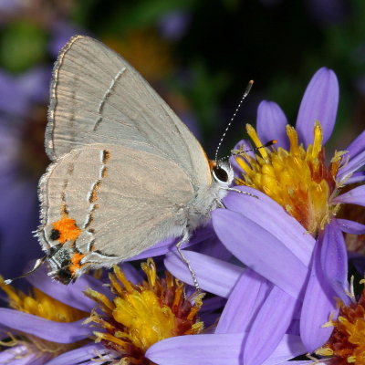 Gray Hairstreak