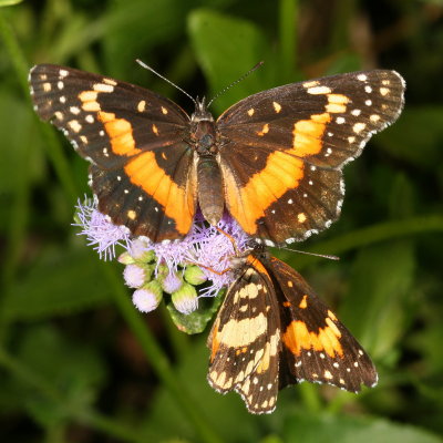 Bordered Patch 