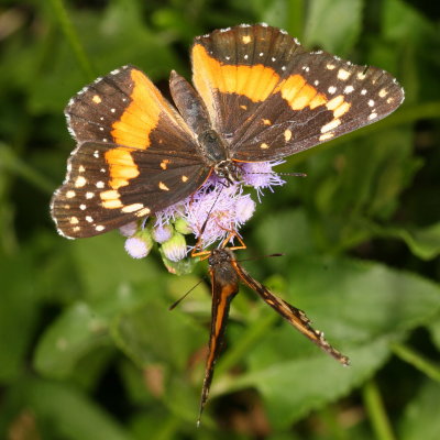 Bordered Patch