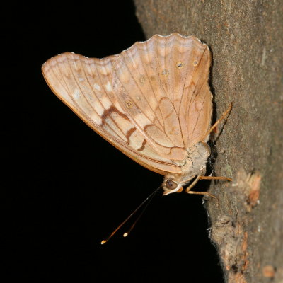 Tawny Emperor